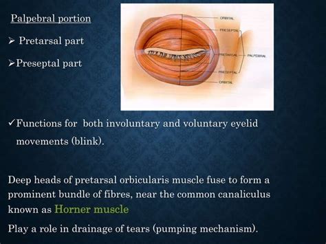 Eyelid anatomy and physiology | PPT