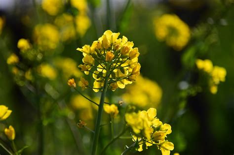 Rapeseed Flowers Plant Yellow - Free photo on Pixabay - Pixabay