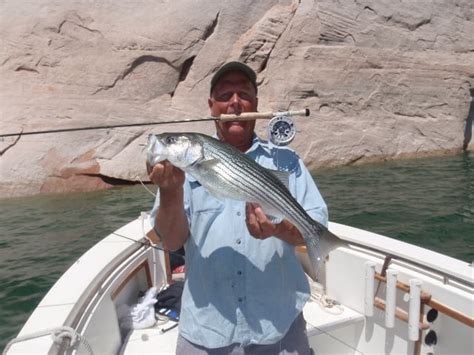 Lake Powell Fishing Report 7-1-13 – Ambassador Guides at Lake Powell