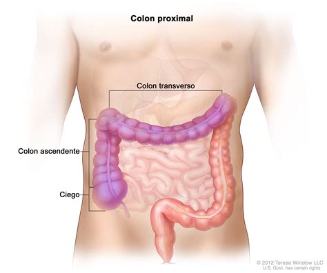 Definici N De Colon Proximal Diccionario De C Ncer Del Nci Nci