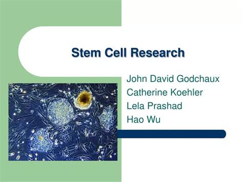 Ppt Stem Cell Research Powerpoint Presentation Free Download Id