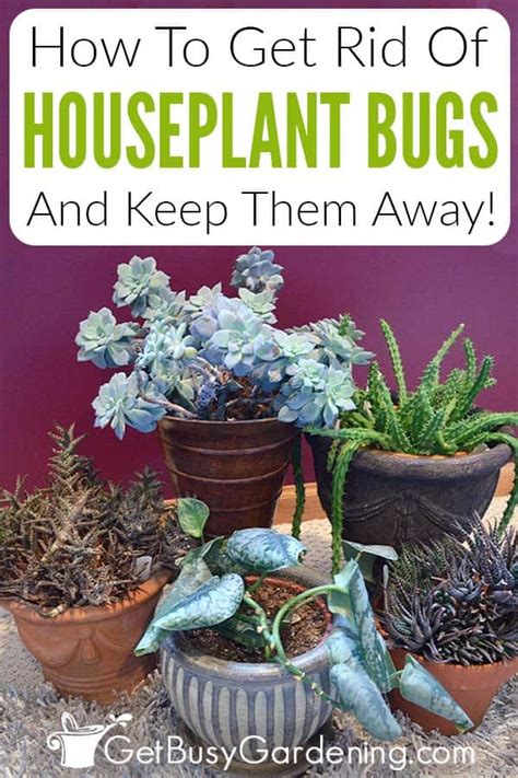 How To Get Rid Of Bugs On Indoor Plants For Good Get Busy Gardening