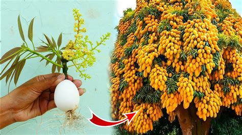 Simple Method How To Propagate Mango Tree From Cutting With Duck Egg