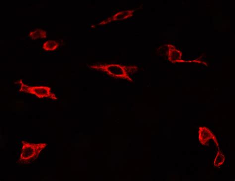 Phospho Enos Ser1177 Antibody Affinity Biosciences Ltd亲科生物官网