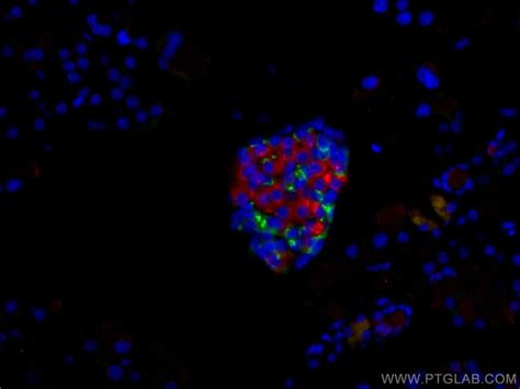 Ins1 Monoclonal Antibody 3A11C1 CoraLite594 Proteintech 100 μL