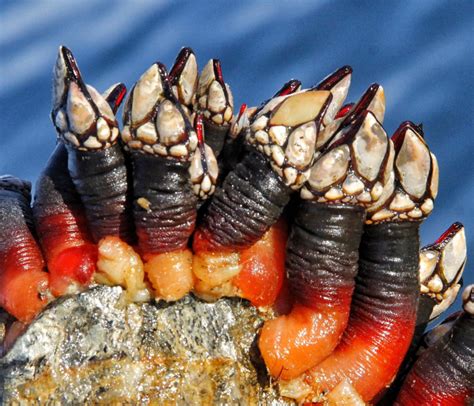 Guía rápida para reconocer percebes frescos y disfrutar su sabor Blog