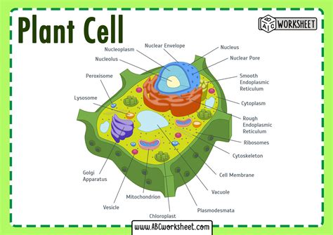 Parts Of A Plant Cell | OnePronic