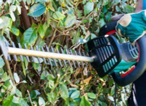 Professional Ottawa Hedge Trimming Services Croft Tree Experts