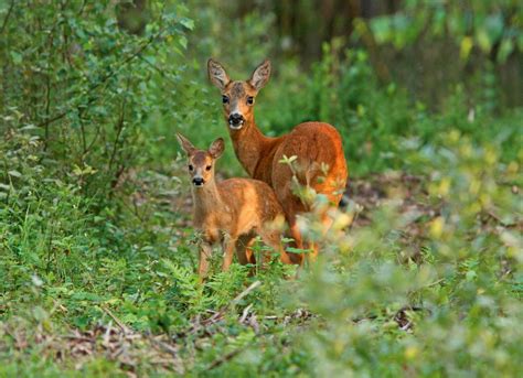 Broedseizoen Welkom In De Kraamkamer Van Moeder Natuur Rivierengebied