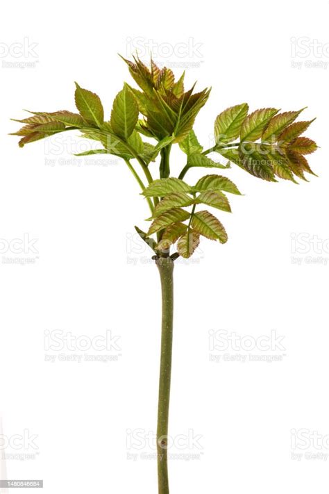 Young Ash Leaves Close Up Of Common Ash Tree Leaves Isolated On White ...