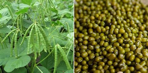 Mung Bean Cultivation Income Green Gram Profits Agri Farming