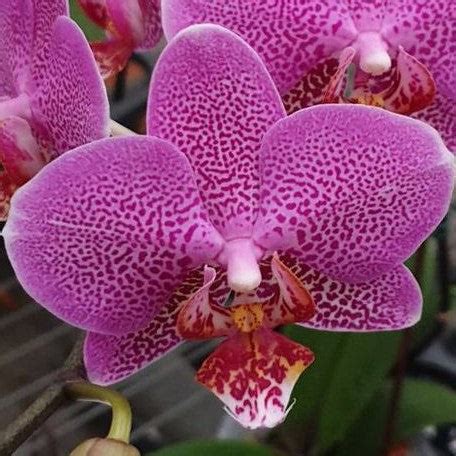 Phalaenopsis Shyang Fa Pink Pearl 2.5" *On Hand* – OrchidBox Wholesale