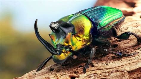 Похождения жука- носорога. К. Паустовский. - Смотреть онлайн в поиске ...