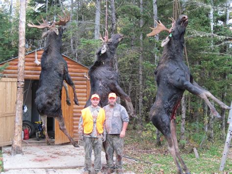 Maine Moose Hunting 2024 - Riva Verine