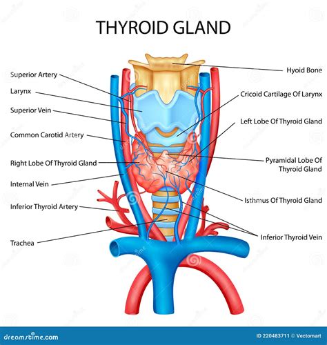 Healthcare And Medical Education Drawing Chart Of Human Thyroid Gland