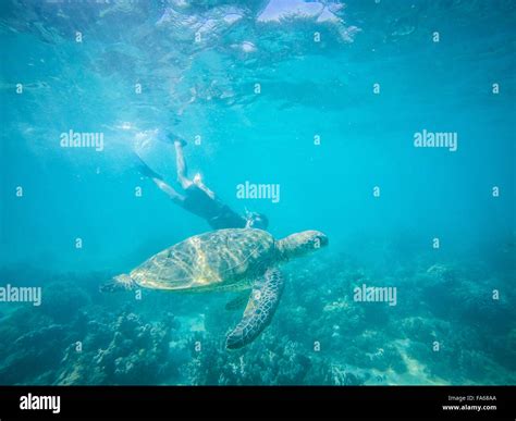 green turtle  teenage girl swimming underwater exmouth australia