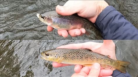 Fly Fishing The Little Lehigh Creek So Were Living Here In Allentown