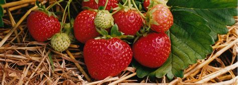 Strawberry Spacing General Fruit Growing Growing Fruit