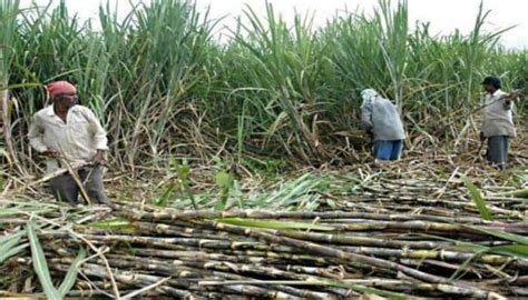 Sugarcane Farming In Uttar Pradesh Goes Smarter Over 44 Lakh Farmers