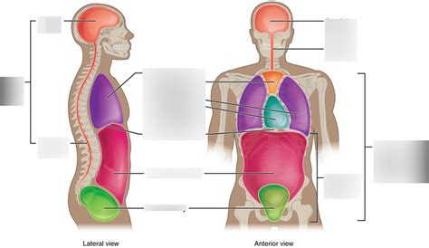 Body Cavities Diagram Quizlet