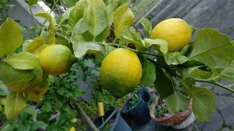 Coltivare Limoni Sul Balcone Istruzioni Facili E Veloci Urban Garden