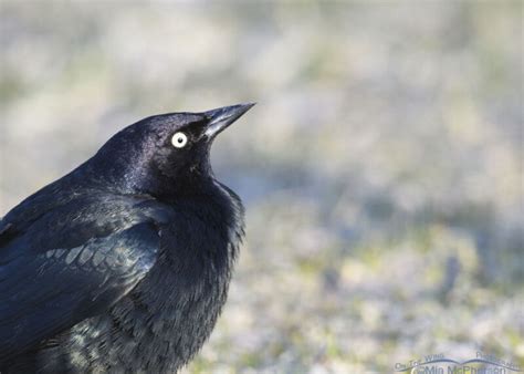 Male Brewers Blackbird Portraits Mia Mcpherson S On The Wing Photography