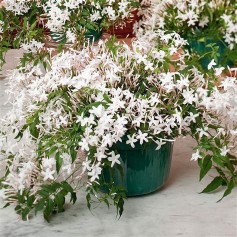 Go4plants Rare Juhi Jasminum Auriculatum Live Flower Plant With Pot