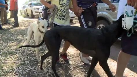 Desbaratan Una Carrera Ilegal De Galgos En Luj N Tn