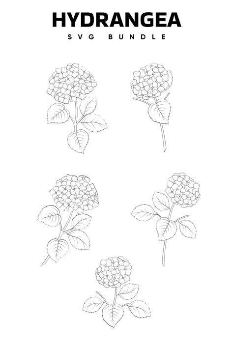 Hydrangea Svg Free Masterbundles