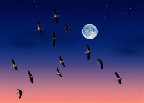 Una bandada de pájaros volando en el cielo con la luna al fondo Foto