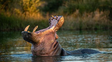 A Hippo Hippopotamus Amphibius Head License Image