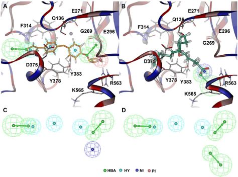 Development Of Hybrid Pharmacophore Models The Pharmacophore Model