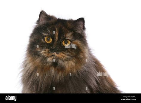 German Longhair Cat Stock Photo - Alamy