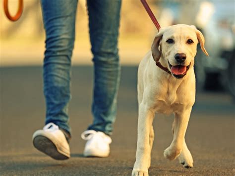 How Long And Often Should I Walk My Dog