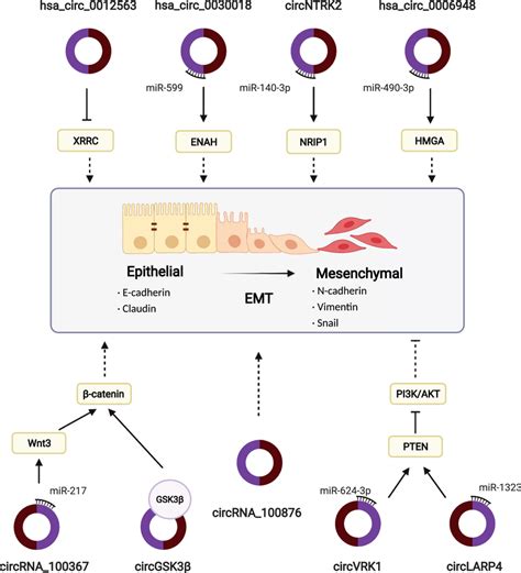 Interconnected Regulatory Networks Of CircRNAs And EMT In OSCC Several