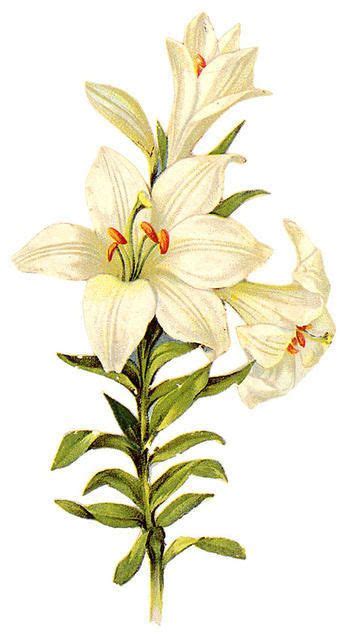 Easter Lily Clipart | Free Easter Lily Images