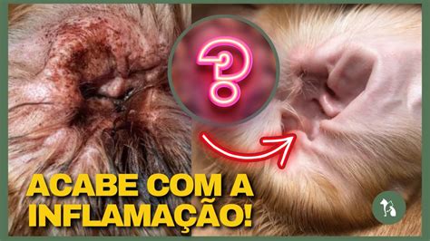 Alimento Natural E Maravilhoso D Isso Ao Seu Pet E Acabe A