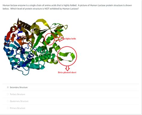 Solved Human Lactase Enzyme Is A Single Chain Of Amino Acids Chegg