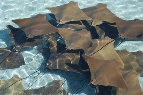 Top 15 Stingray Facts - Types, Diet, Migration & More - Facts.net