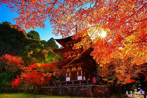 日本秘境賞楓【寺楓庭院船屋村～】