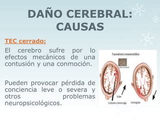 Daño cerebral y plasticidad cerebral diapositivas PPT