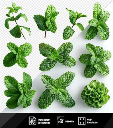 Premium PSD Psd Picture Collection Set Of Mint Leaves Fresh Mint Png