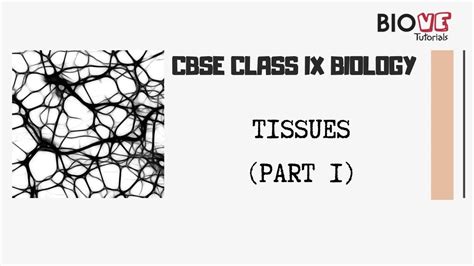 Tissues Part 1 Cbse Class 9 Biology Youtube