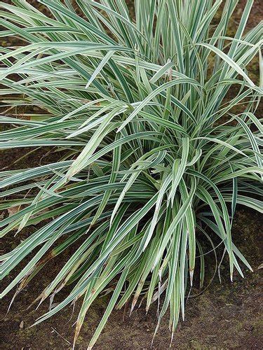 Liriope Spicata Lily Turf Plant Lust