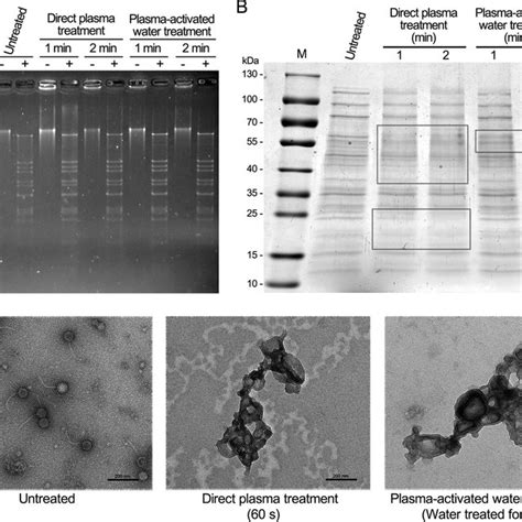 Inactivation Of Bacteriophages By Plasma And Plasma Activated Water