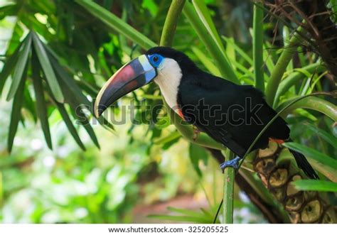 White Toucan: Over 5,924 Royalty-Free Licensable Stock Photos ...