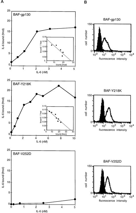 Binding Of The Il Il R Complex To Ba F Cells Stably Transfected With