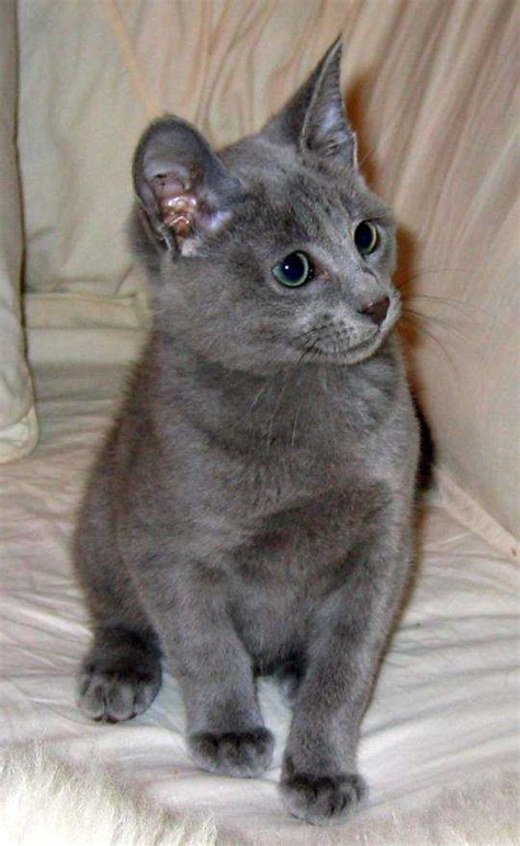 Nebelung Info, Personality, Pictures, Kittens