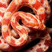 Corn Snake Pantherophis Guttatus On Moss Photograph By David Kenny