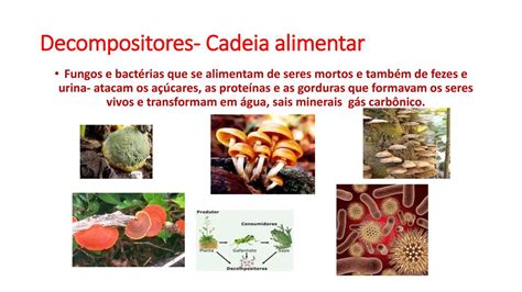 Exemplos De Seres Produtores Consumidores E Decompositores Novo Exemplo